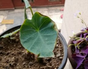 芋头花盆种植，如何选择合适的土壤
