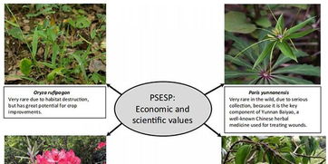 植物多样性的重要性与挑战