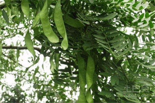 第二步：春播准备， 让种子喝饱水