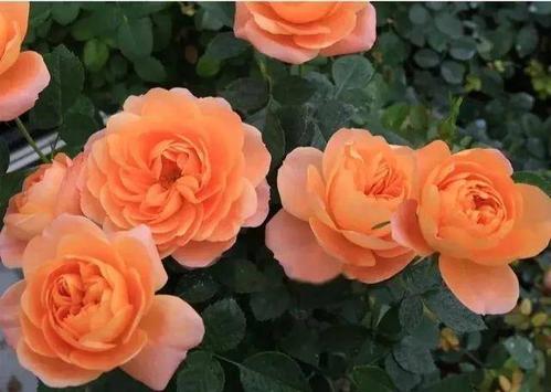 价格亲民， 盆栽只需2-5元