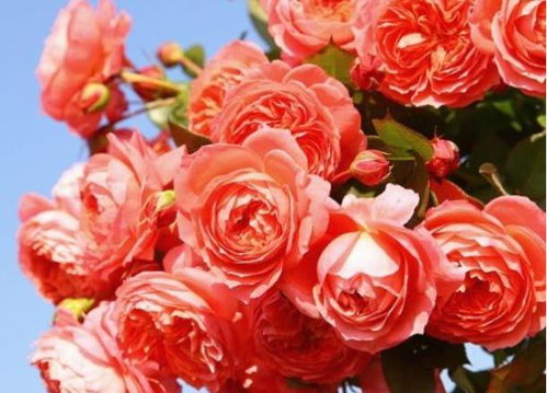 浇水和施肥：月季的小心肝