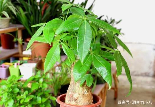 发财树枝软叶黄，换土控水防病虫害