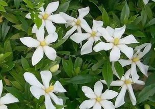 李女士的血压故事：栀子花茶的威力