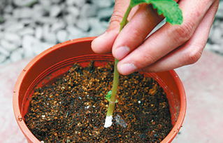 薄荷种植攻略：阳光充足，排水良好，轻松养出香草绿植！