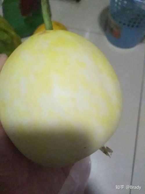 白皮红心甜瓜是啥品种？口感味道如何