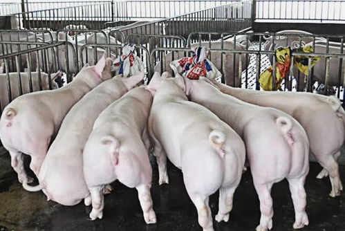 饲料隐患如何成为猪群腹泻的元凶？病原微生物是如何入侵的