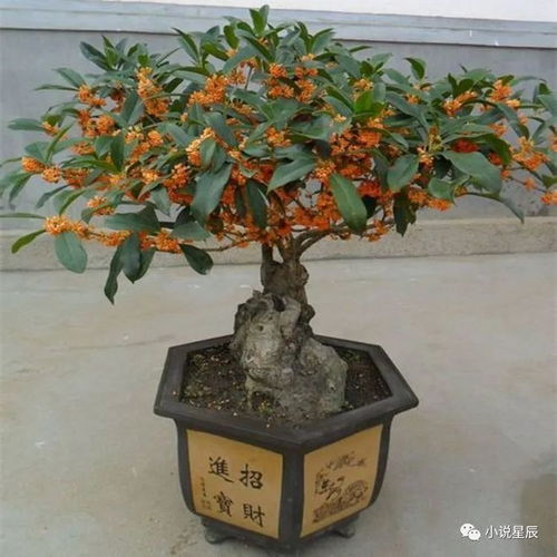 四季桂花盆栽如何浇水？如何保持土壤湿润