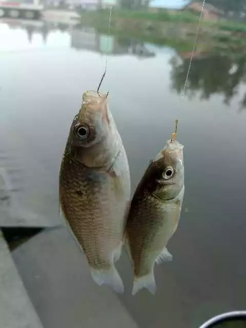 青鱼漂相分析及抓口技巧，掌握鱼情