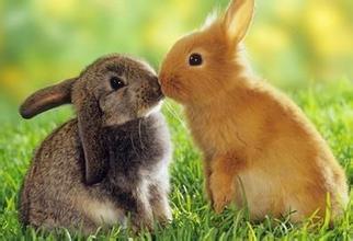 这个自制兔子饲料配方中，玉米、豆粕和麦麸的比例各是多少？