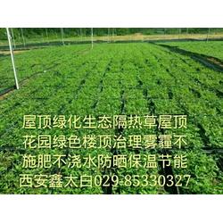 屋顶绿化：节省维护费的小秘诀