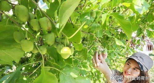 诸葛草：既Neng观赏又Neng提高产量