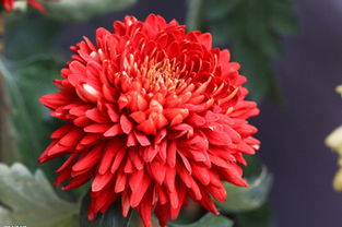 菊花绽放：勇敢前行的象征，坚强之花的风采