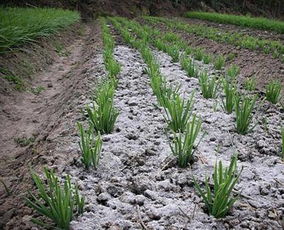 草木灰：果树的“家常”肥料