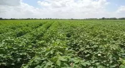 养护过程中注意防治病虫害