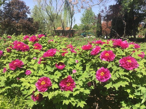 菏泽牡丹花节什么时候？最佳观赏时间别错过