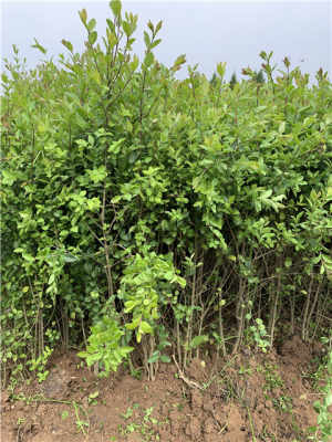 小叶女贞， 可塑性强