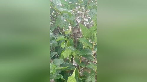 桑树叶子密密麻麻，你见过这样的树吗