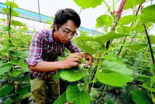 还魂草高效栽培技术，畜牧行业新宠儿！