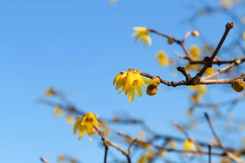 素心腊梅：纯洁无瑕， 幽香袭人