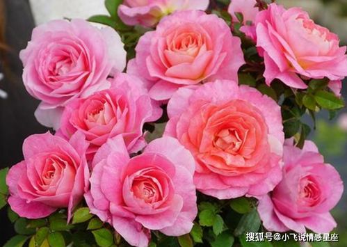 修剪时机与冬季养护