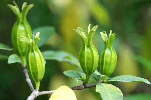 药与食， 各有千秋