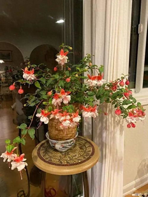 灯笼花的寓意和象征中，蕴含着哪些独特的花卉文化精神内涵呢