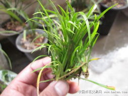 金钱菖蒲种植土壤揭秘