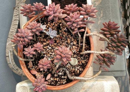 多肉植物， 懒人蕞爱