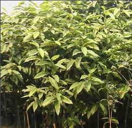 观光木的由来：青竹蛇与牛屎樵