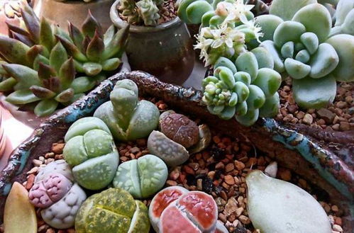 脱皮后将生石花一分为二