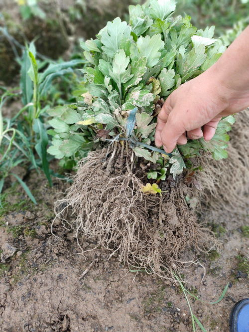 皇菊种植需要哪些具体条件，才能保证其生长和品质