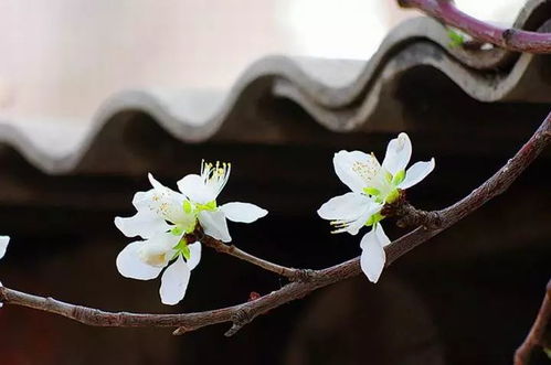 花语悠扬，谁解其中意