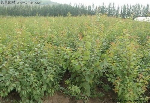 不同区域种植杏树， 亩播种量大不同