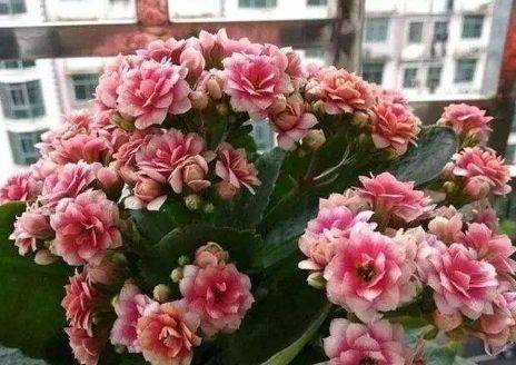 长寿花：长寿又美丽