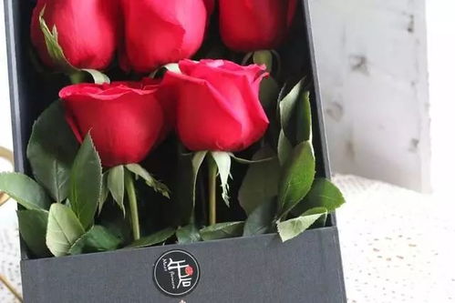 红玫瑰的生长条件