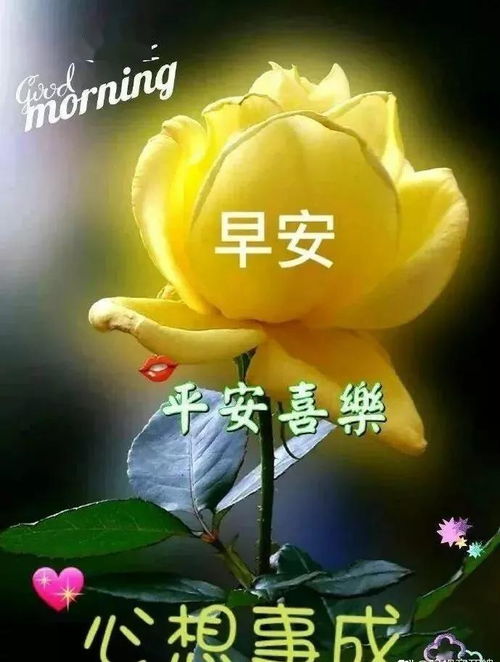 太阳花开谢后如何保存那份美丽