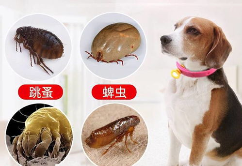 如何防范狗狗中毒