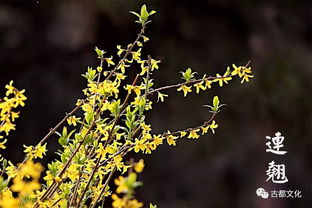 山银花嫩芽初露，如何绽放成繁花似锦
