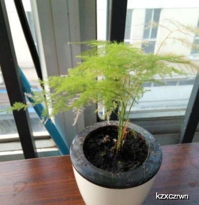 怎么养文竹才能让它又绿又有光泽，有没有什么正确的养护方法呢