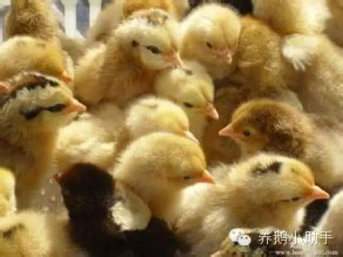 育雏起航，鸡苗茁壮成长