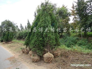 桧柏移植，成活率的高低究竟由哪些因素决定？