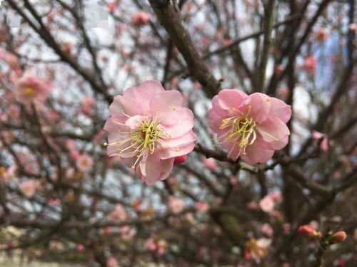 二月梅花香满枝，这些花儿美得让人心动吗