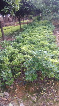 寻梦绿色， 寻找蕞近的苗木基地