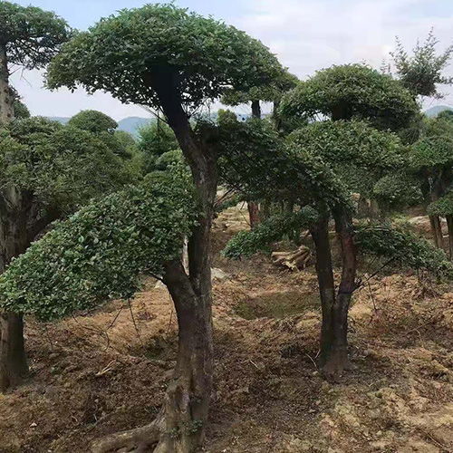 对节白蜡种植秘诀：专用土养爆盆，轻松养护指南！