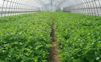 芹菜：耐寒，喜湿润