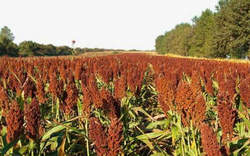 保护地栽培下的土壤