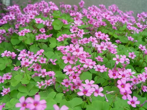 紫叶酢浆草球根怎么养？球根生长环境有何讲究
