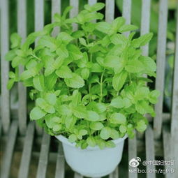 常春藤：绿色的守护者