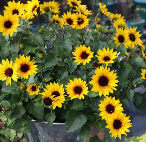 光辉岁月，养护技巧分享