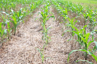 使用地膜覆盖技术如何有效抑制农田杂草生长？推荐哪种除草剂效果最好？